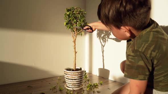 Bonsai Exotic A Boy with Scissors Cuts Off the Branches of an Ornamental Tree in a Pot