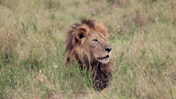 A Male Lion in Africa