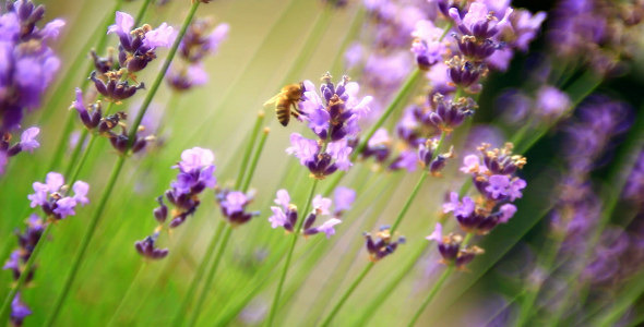 Bees on Lavender 2