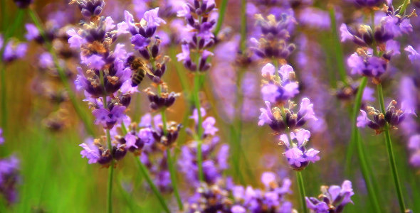 Bees on Lavender 3