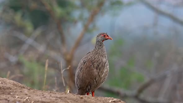 Red Necked Spurfowl Bird in Akagera