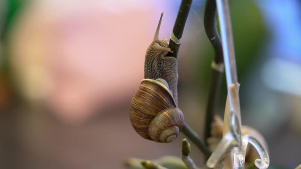 Burgundy Snail Helix Pomatia or Escargot is a Species of Land Snail