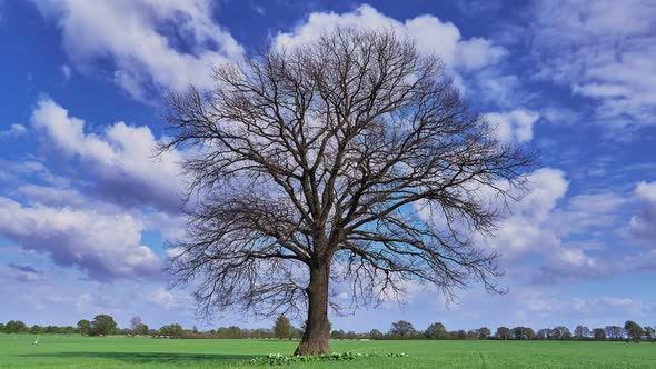 Bare Oak Tree in a Green Spring Field alt