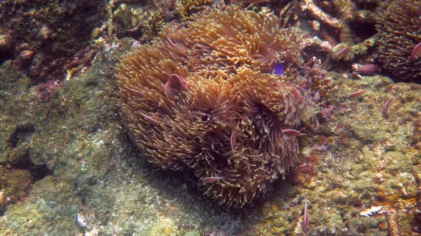 Amphiprion Perideraion or Anemonefish Swimming Among Tentacles of Host Anemone alt