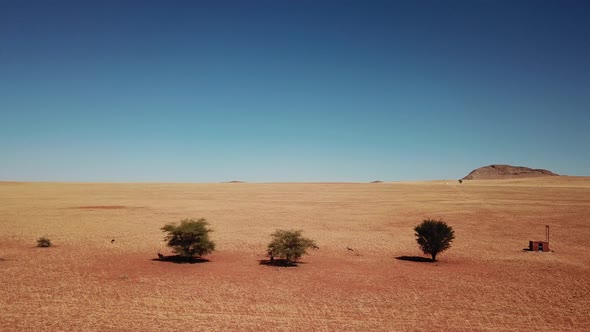 Namibia Kalahari Desert in Africa. Aerial Drone Shot. Springbok Gazelle Antelope Grazing at Savannah alt