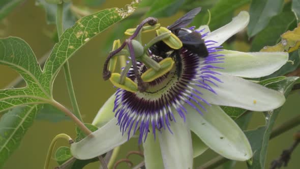 Close up of a black bumblebee extracting nectar from a blue crown passion flower contributing to pol alt