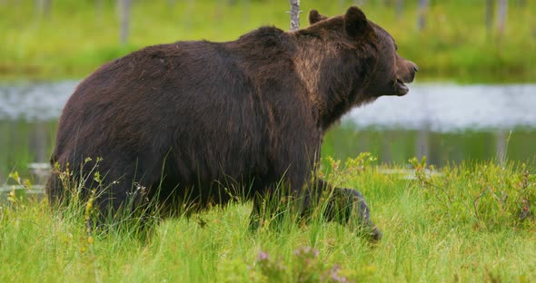 Close-up of Big Adult Brown Bear Walking in the Forest