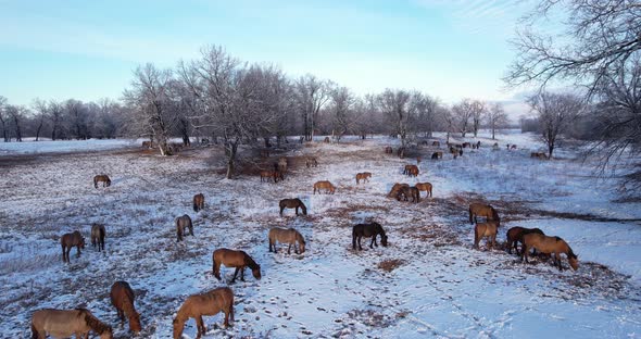 A herd of horses in the winter season
