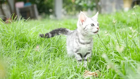 Cute American Short Hair Kitten Jumping On The Field Slow Motion  alt