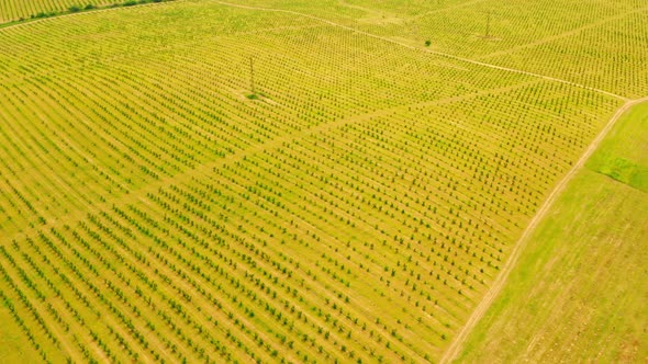 Aerial View on the Land with Orchard Countryside alt