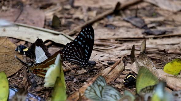 A zoom out of this lovely blue streaked butterfly seen in the middle, Dark Blue Tiger Butterfly Tiru alt