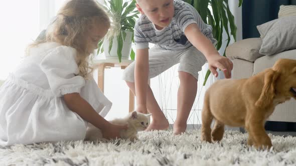 Children play with a cocker spaniel puppy and Scottish Fold kitty in living room alt