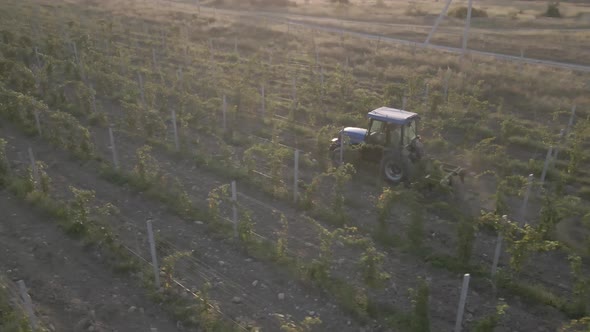 Aerial view farmer on tractor mowing weeds between rows of grapevines in vineyard landscape alt