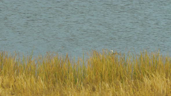 The great crested grebe (Podiceps cristatus) swimming at Lake Liepaja in sunny autumn day, medium sh alt