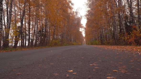 Mysterious Autumn Road alt