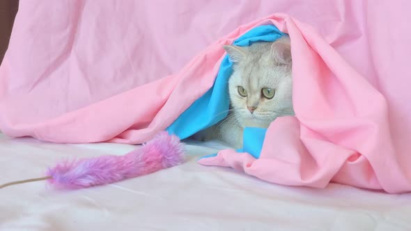 Cute White Cat Playing with a Fluffy Toy on a String Lying on the Bed Under a Pink Blanket