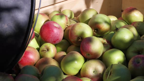 Apple Crop Or Harvesting