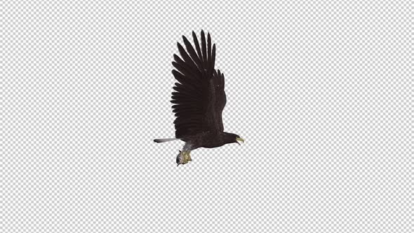 Eurasian White Tail Eagle With Fish - Flying Loop - Side View alt