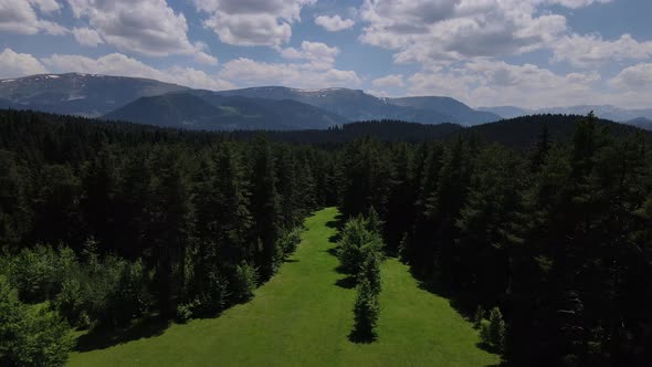 Pine Forests And Alpine Meadows alt