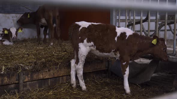 Speckled norwegian calfs eating hay in indoor barn, dairy farm in Norway. Static medium shot. alt
