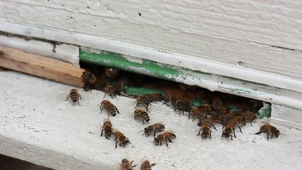 Bees In The Hive