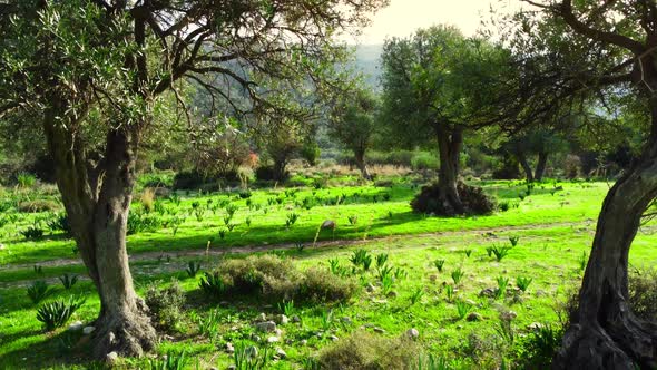 Moving Through Forest with a Large Olive Tree at the Front and Green Grass at Summer Season Aerial alt