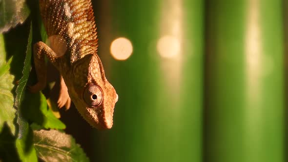 Chameleon wiggles his eyes in slow motion close-up. Reptile pattern.