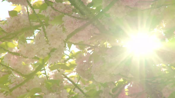 Dreamlike Motion Thru Cherry Blossoms alt