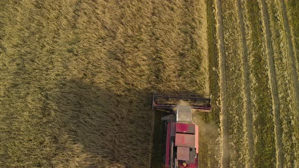 Aerial Combine Harvester Threshes Grain in the Evening alt