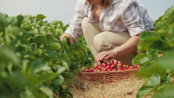 Woman Harvests Ripe Strawberries at Agricultural Plantation alt