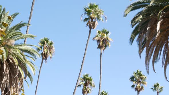 Palms in Los Angeles California USA