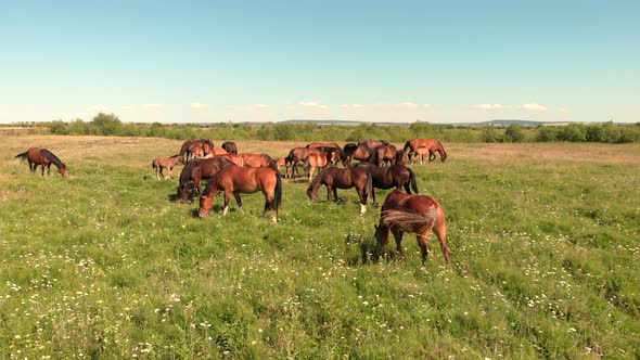 Horses Stand on Green Meadow and Graze Grass on the Farmland,