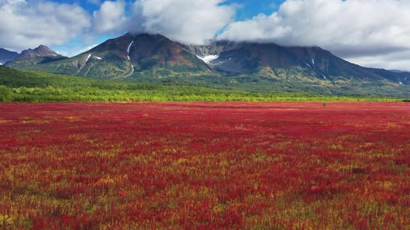 Blooming Willowherb Near Vachkazhets alt