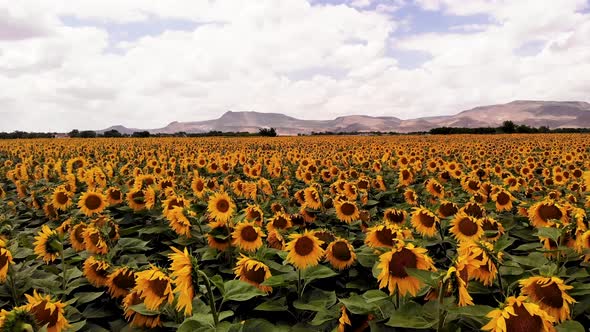 Growing Sunflowers in a Farmer's Field alt