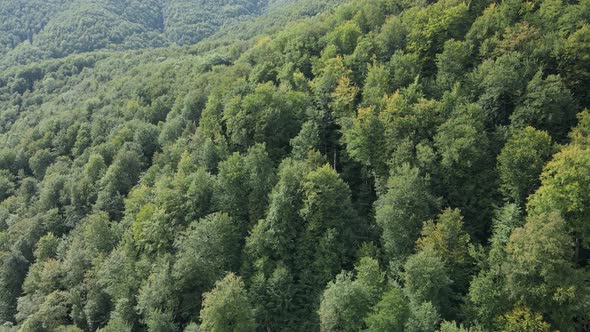 Trees in the Mountains Slow Motion. Aerial View of the Carpathian Mountains in Autumn. Ukraine alt