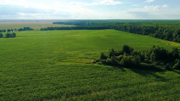 Aerial View Over Green Grassy Fields in the Summer Day. Woods in the Background - Drone Footage alt