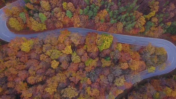 Country Road Autumn Trees Aerial 4K