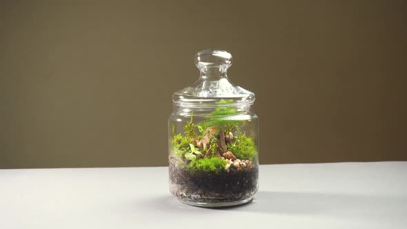 Glass Vase Florarium with Different Type of Plants Inside