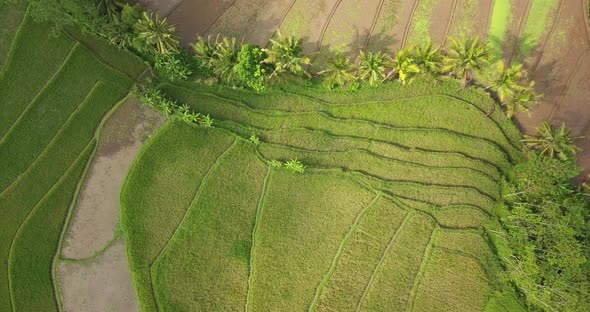 aerial rice field taken from drone camera. Flight over of Tonoboyo village, Magelang, Indonesia. Asi alt
