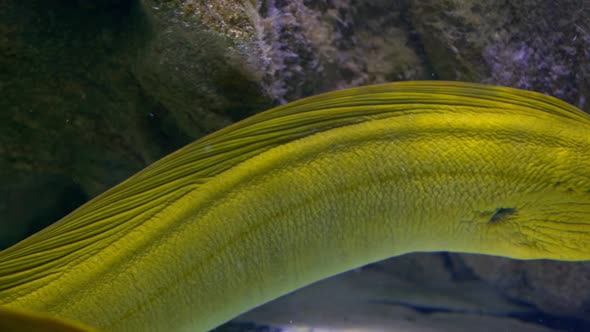 Exotic Fishes Couple Yellow Muraenas