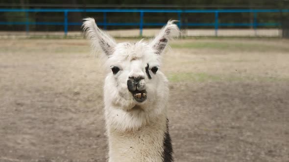 Llama chews lying. White fur alpaca resting on a hot day. Funny cute wild animal in the zoo. alt