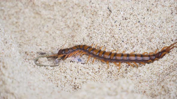 Centipede, Scolopendra Eats Gecko on the Sand alt