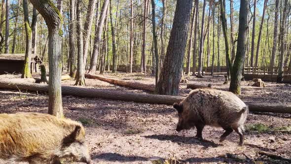 Wild boar or wild pig, Eurasian wild pig. Wild boars walk in the forest. Wildlife with long fluffy a