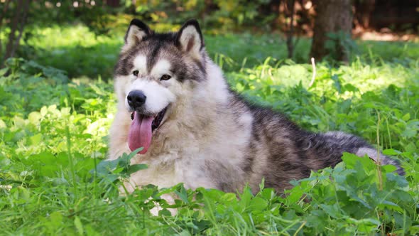 Purebred Alaskan Malamute Dog With Its Tongue Hanging Out Lies in The Green Grass