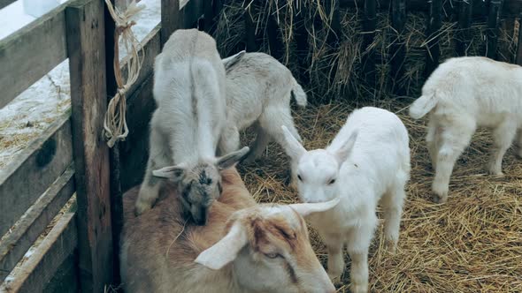 A Group of Young Kids Goats Stand on an Adult Goat