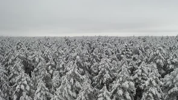 AERIAL: Slowly Flying Over Snowy Pine Tree Peaks in Winter Time