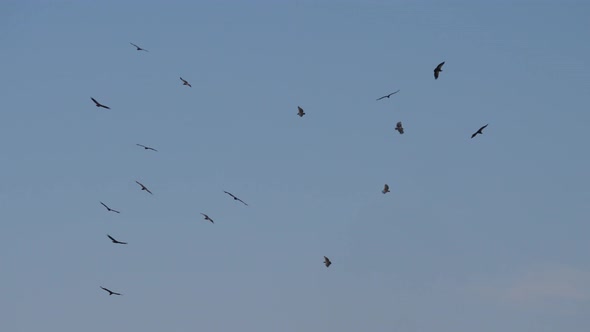 Swarm of vultures in the sky at Nkasa Rupara National Park in Namibia alt