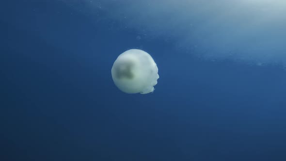 Sea Lunge Jellyfish Moving Into the Mediterranean Sea in Calabria alt