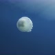 Sea Lunge Jellyfish Moving Into the Mediterranean Sea in Calabria - VideoHive Item for Sale