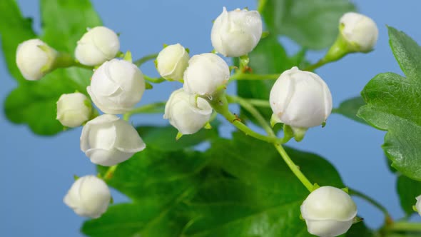 Hawthorn Blossom Macro Timelapse on Blue alt